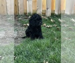 Puppy Puppy 2 Cockapoo (Miniature)