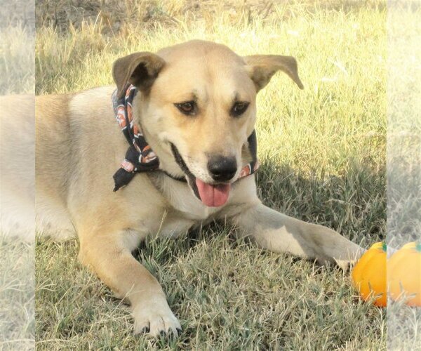 Medium Photo #1 Retriever -Unknown Mix Puppy For Sale in Godley, TX, USA