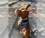 Small #2 American Staffordshire Terrier Mix