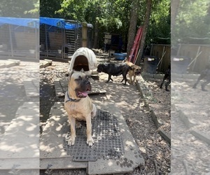 Cane Corso Puppy for sale in FAIRBURN, GA, USA