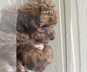 Maltipoo (Miniature) Puppy for sale in VENETA, OR, USA