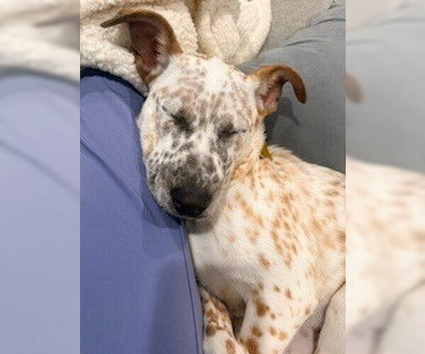 Medium Photo #5 Mutt Puppy For Sale in Sandy, UT, USA