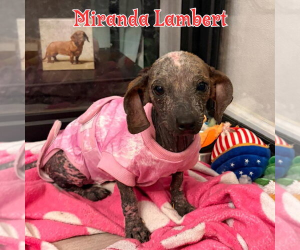 Medium Photo #8 Dachshund Puppy For Sale in San Antonio, TX, USA