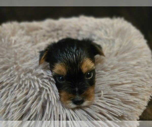 Medium Photo #1 Yorkshire Terrier Puppy For Sale in CARLYLE, IL, USA