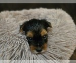Image preview for Ad Listing. Nickname: Blaze