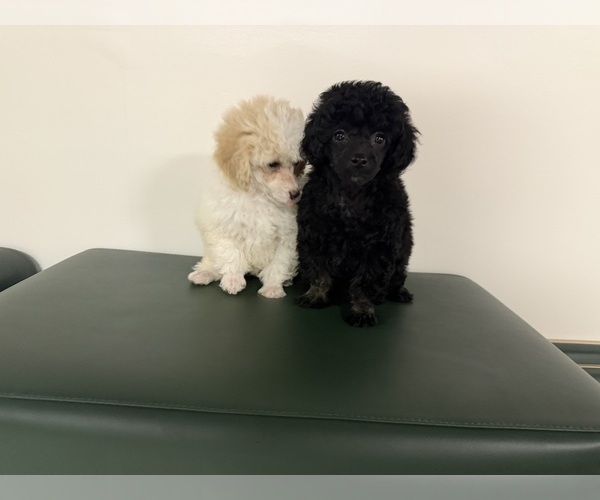 Medium Photo #2 Poodle (Toy) Puppy For Sale in DETROIT, MI, USA