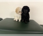 Litter of 3 - Female Poodle (Toy)Litter of Puppies for Sale - Photo #2