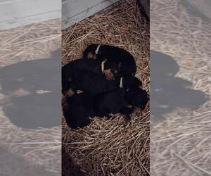 Airedale Terrier Puppy for sale in STEEDMAN, MO, USA