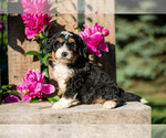 Puppy Trae Bernedoodle (Miniature)