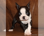 Small Photo #6 Boston Terrier Puppy For Sale in WINNSBORO, TX, USA