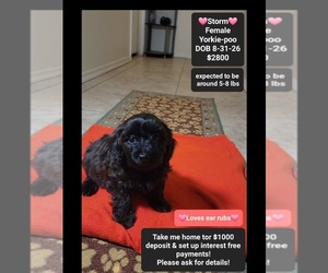Yorkipoo Puppy for sale in TUCSON, AZ, USA