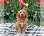 Small #1 Goldendoodle