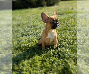 French Bulldog Puppy for sale in MOORESVILLE, NC, USA