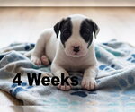 Small Photo #2 Boxador Puppy For Sale in Grovertown, IN, USA