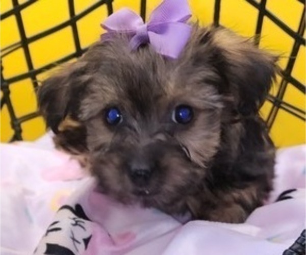 Medium Photo #7 YorkiePoo Puppy For Sale in BLUE MOUND, TX, USA