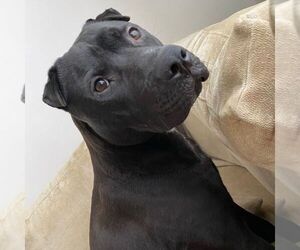 American Pit Bull Terrier-Chinese Shar-Pei Mix Dogs for adoption in PITTSBURGH, PA, USA