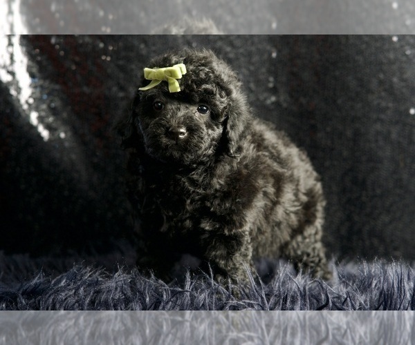 Medium Photo #6 Poodle (Miniature) Puppy For Sale in WARSAW, IN, USA