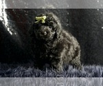 Small #5 Poodle (Miniature)
