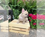 Small Photo #3 French Bulldog Puppy For Sale in AVERY, TX, USA