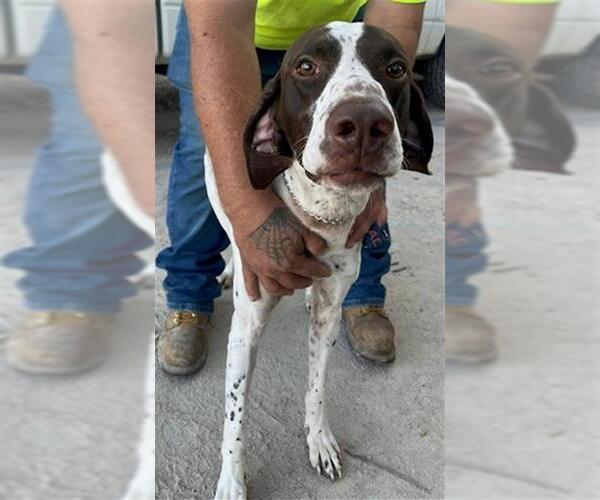 Medium Photo #1 German Shorthaired Pointer Puppy For Sale in Tallahassee, FL, USA