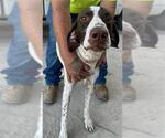 Small German Shorthaired Pointer