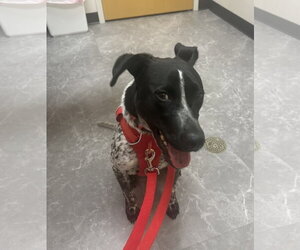Reebie - Female Mutt Dog for Adoption - Photo #2