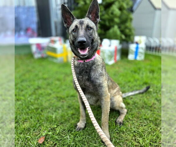 Medium Photo #1 Mutt Puppy For Sale in Long Beach, CA, USA