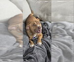 Small #1 Basset Hound Mix