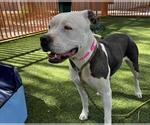 Small #1 American Pit Bull Terrier Mix