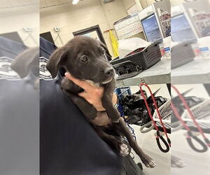American Pit Bull Terrier-Unknown Mix Dogs for adoption in Waco, TX, USA