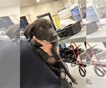 Small American Pit Bull Terrier Mix