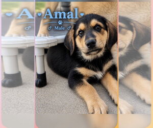 Great Pyrenees-Rottweiler Mix Dogs for adoption in MIDWAY, UT, USA