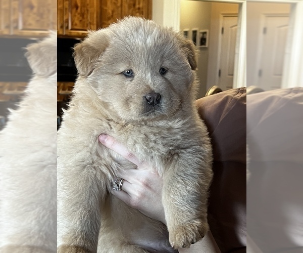 Medium Photo #1 Chow Chow Puppy For Sale in BAKERSFIELD, CA, USA