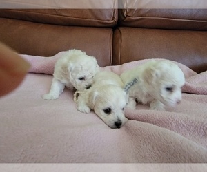 Maltipoo Puppy for sale in SACRAMENTO, CA, USA