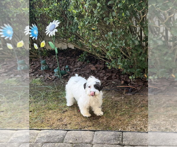 Medium Photo #3 Shih Tzu-Unknown Mix Puppy For Sale in Mooresville, NC, USA