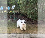 Small #2 Shih Tzu Mix