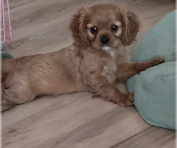 Medium Photo #1 Cavalier King Charles Spaniel Puppy For Sale in PEORIA, AZ, USA
