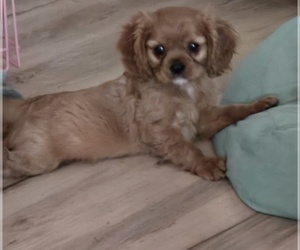 Cavalier King Charles Spaniel Puppy for sale in PEORIA, AZ, USA