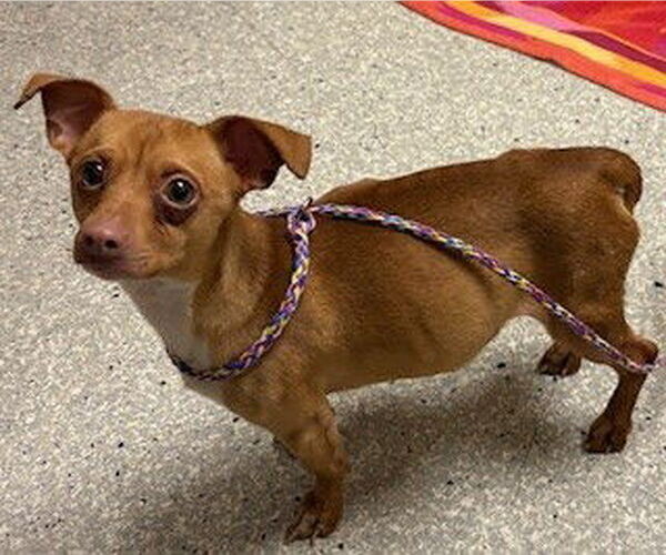 Medium Photo #1 Dachshund-Unknown Mix Puppy For Sale in Lodi, CA, USA