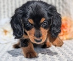 Small Photo #28 Dachshund Puppy For Sale in GOSHEN, IN, USA