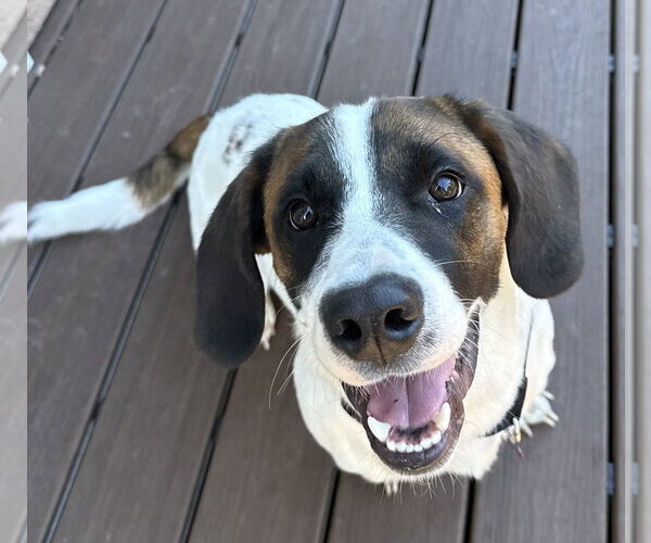 Medium Photo #1 Basset Hound-Unknown Mix Puppy For Sale in Petaluma, CA, USA