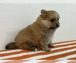 Small Photo #1 Pomeranian Puppy For Sale in DOWNING, MO, USA