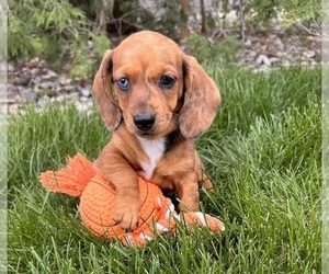 Basset Hound Puppy for sale in MIDDLEBURY, IN, USA