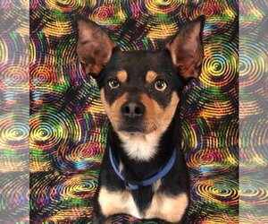 Louie Sep 26 - Male Chipin Dog for Adoption - Photo #5