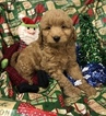 Small Photo #3 Goldendoodle (Miniature) Puppy For Sale in CONOWINGO, MD, USA