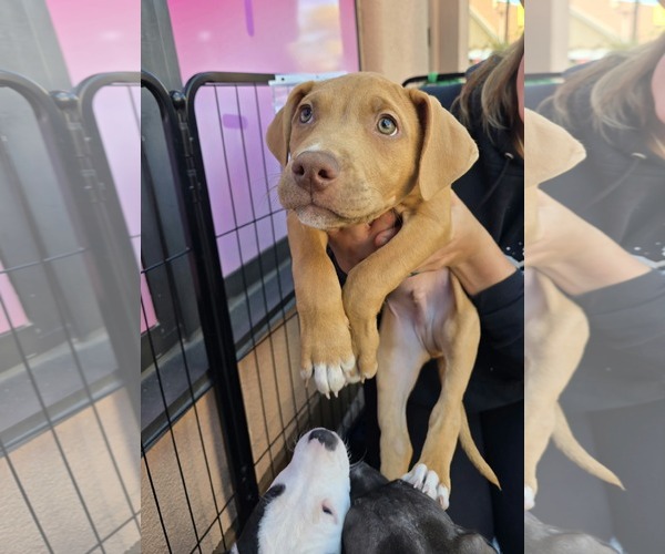 Medium Photo #2 American Pit Bull Terrier-American Staffordshire Terrier Mix Puppy For Sale in Frankenmuth, MI, USA
