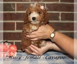 Small #2 Cavapoo (Miniature)