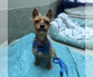 Mutt Dogs for adoption in Boston, MA, USA