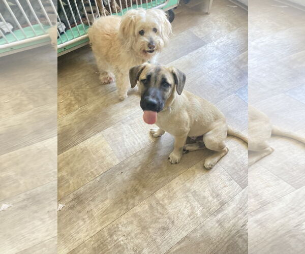 Medium Photo #5 Mutt Puppy For Sale in San Diego, CA, USA