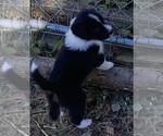 Image preview for Ad Listing. Nickname: Storm